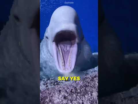 Cute Beluga Whale Got Angry Animals Opcean