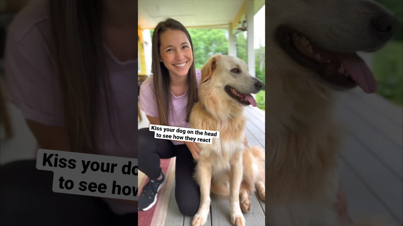Kissing my dog on the head and recording his reaction 😘 shorts trend