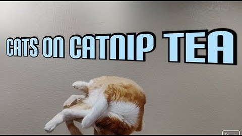 Cats on Catnip Tea