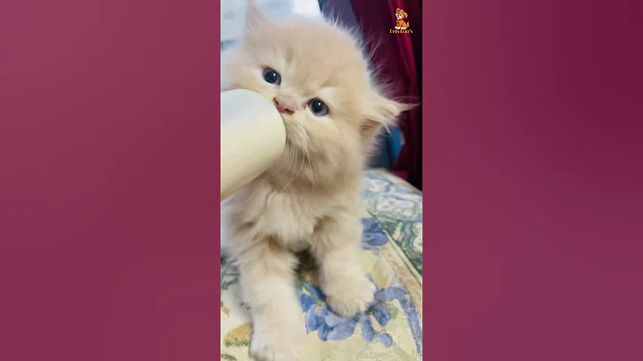 Cute Cat Drinking Milk 😺 #shorts #petlover #funny