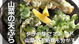 【山菜の天ぷら】「こごみ」「たらの芽」「うど」の処理とサクサクに揚げるコツをお教えします！[wild Plants tempura]