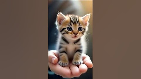 tiny cow animals #cute #ytshorts #shorts #trending #funny #cow #cat #catvideos #dog #tiger #pets