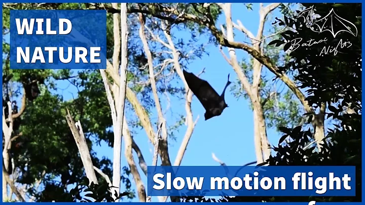 Flying fox (megabat) flight in slow motion