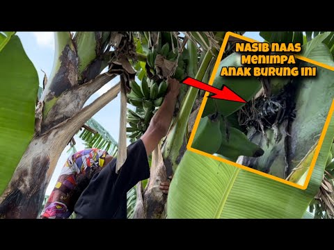 Niat mau panen, malah jadi seperti ini kondisinya… sungguh mengenaskan !!!😱