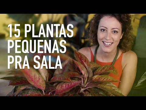 15 PLANTAS pra SALA de CASA: pra quem tem POUCO ESPAÇO