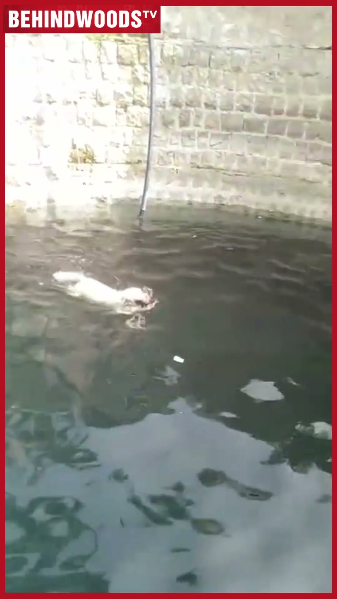 Superdaa?? 'இப்படி ஒரு புள்ள இருந்துட்டா போதும்..' ? நெகிழ வைத்த Dog