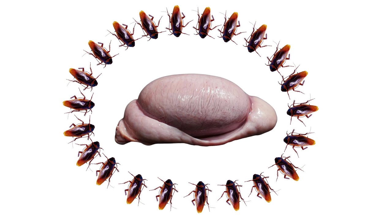 50 Cockroaches VS Bull Testicles! What Will Happen? - YouTube