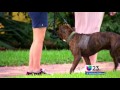 ¿Es recomendable tener un seguro para nuestras mascotas?