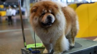 ¿Es recomendable tener un seguro para nuestras mascotas? Cu Ndo Es Conveniente Comprar Un Seguro Para Tu Mascota