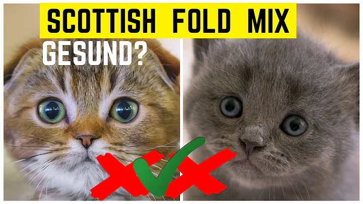 Video 11269261: scottish fold mix, scottish fold cat, purebred cat, popular cat, cat healthy