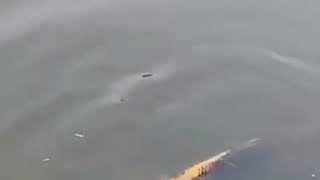 امرأة صينية كانت عند بحيرة تفاجأت بسمكة. تقترب.منها بوجه بشري مرعب ‏تبيّن  أنها نوع من أنواع أسماك ا