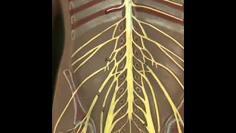 Nerve Plexuses