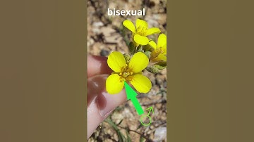 How to Identify ANY Plant | Plant Families