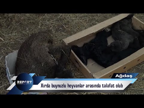 Xırda buynuzlu heyvanlar arasında tələfat olub