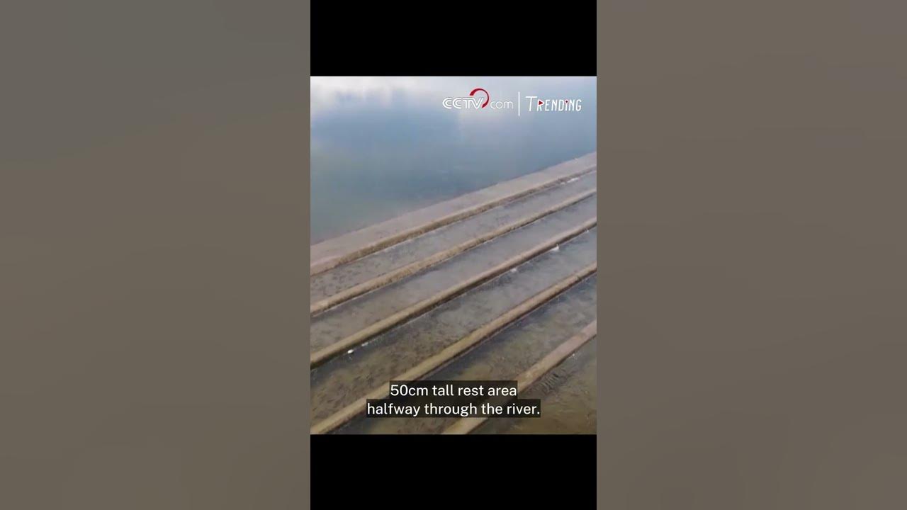 Qinghai Lake sees migration peak of naked carp in late June