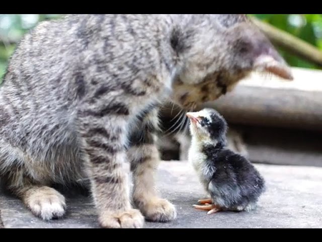 CAT and CHIKS become best friends PART1 - YouTube