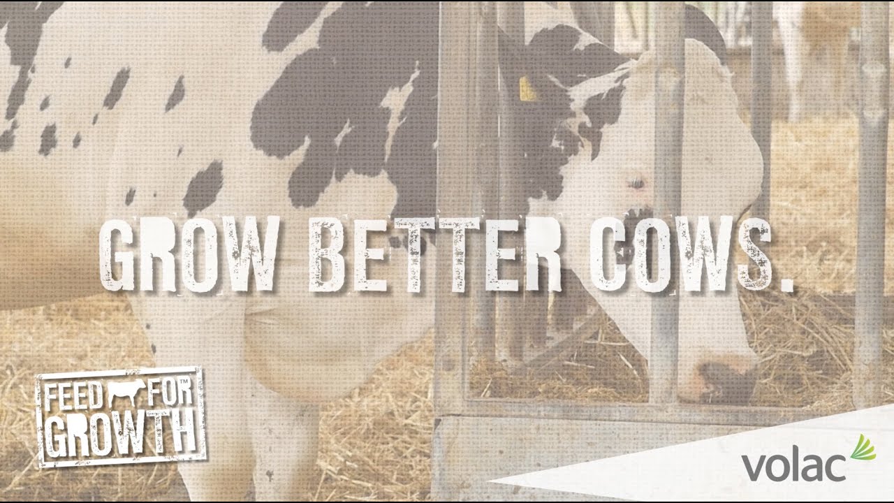 Volac Urban Calf Feeders And Ffg Feed For Growth Youtube