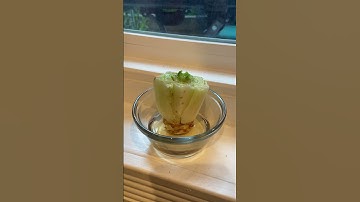 How to regrow your lettuce from scraps