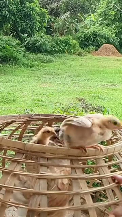 Hanya dia yang terbaik #birds #nature #berburu #terbaru #news