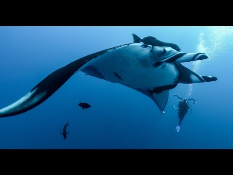 4K Underwater Video: Revillagigedo Archipelago (Socorro Islands) Scuba Diving