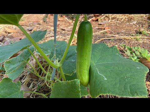 เดตเดณเดฐเต เดตเตเดเด เดเดพเดฏเตเดเตเดเตเดจเตเดจ Cucumber Result In 35 days