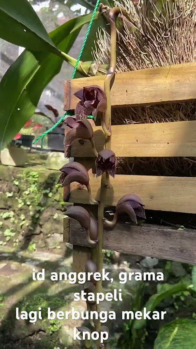 siapa nih yang punya anggrek grama stapeli bunga nya cantik asli dari indonesia