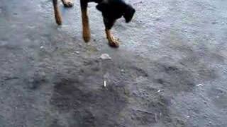 Black Ass Dog At His Best