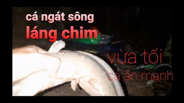 Cá ăn liên tục vào buổi tối Trời mưa bảo Cá Ngát Sông