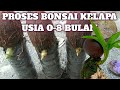 CARA MUDAH MEMBUAT BONSAI KELAPA DARI 0-8 BULAN/ how to make coconut bonsai from 0-8 month