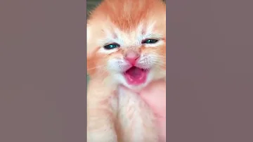 صوت قطة صغيرة يجنن 