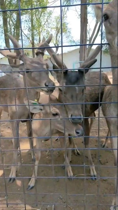 Memberi makan rusa-rusa lucu di kebun binatang