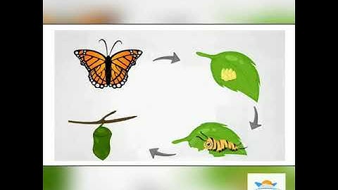 KHÁM PHÁ KHOA HỌC VÒNG ĐỜI CỦA BƯỚM | GVHD PHAN THỊ HOÀN | LITTLE SUN KINDERGARTEN CS3