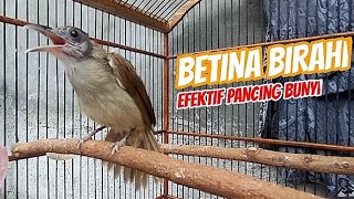 ✅Suara Birahi tinggi Kapas Tembak Betina-Efektif Sekali Pancing bunyi