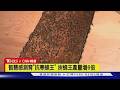 【CNN精選】顛覆150年養蜂法!加拿大科技培育「超級蜜蜂」拚冬季存活率｜TVBS新聞