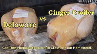 Cornish Cross Dethroned?  Ginger Broiler vs Delaware heritage breed - an honest 9 week review