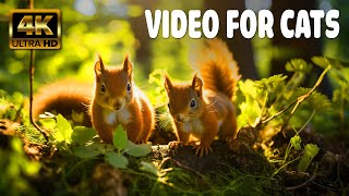 Cat TV for Cats to Watch  Cute Bunnies, Spring Birds, Squirrels  1 Hours 4K HDR 60FPS