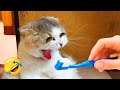 You Laugh, You Lose 🤣😹 Funniest Dogs And Cats Of 2025 😹🐶