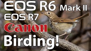 Canon R6 Mark II &amp; R7 Bird Photography