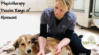 Canine physiotherapy: How to do Passive Range of Movement Exercises in the Dog