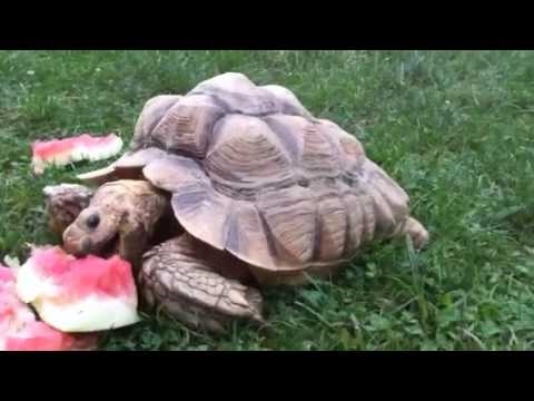 Sulcata Tortoise Eats Watermelon Youtube