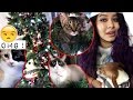 CATS VS. CHRISTMAS TREE VS. ME!