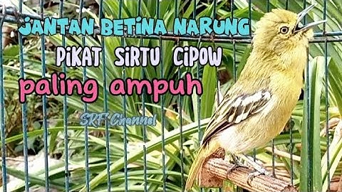 Sirtu,Cipow jantan betina gacor ampuh untuk pikat,pancingan Sirtu macet#sirtugacor@srfchannel3881