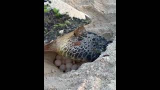 | Turtle Eggs