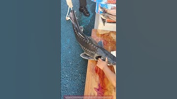 How Chefs Prepare Sturgeon : Removing the Valued Tendon