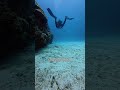 Would you still dive here if someone said this spot was “infested” with sea snakes? 🐍🙄