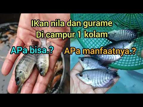 Video: Bolehkah gurami hidup bersama ikan emas?