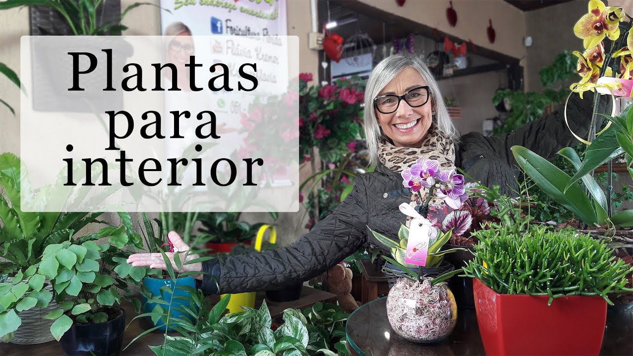 12 plantas capazes de sobreviver no canto mais escuro da sua casa ou  apartamento