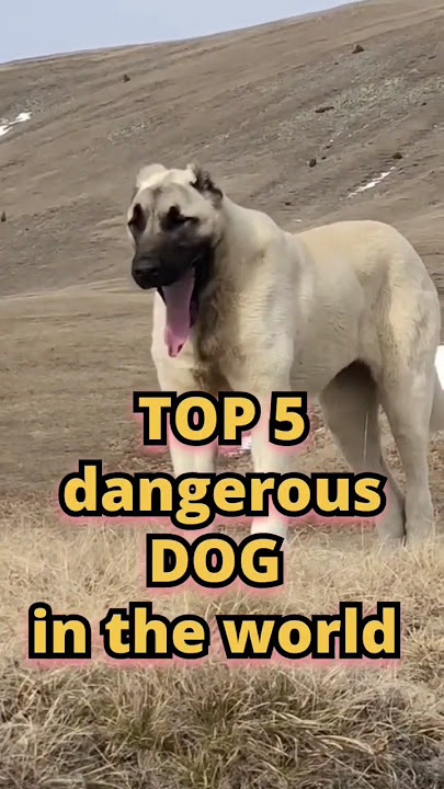 top 5 dangerous dog in the world 😡🐶 !! #top10 #dangerous #dogshorts #doglover #trendingshorts #2024
