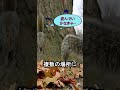 木を植えるリス。 #ショーツ #ショート #リス #自然 #かわいい