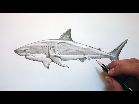 Video: Cómo Dibujar Un Tiburón Con Un Lápiz